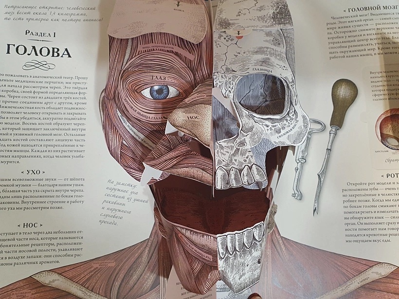 ТЕЛО ЧЕЛОВЕКА. Интерактивная книга-панорама. Колдуэлл Рейчел, Ричард Уолкер