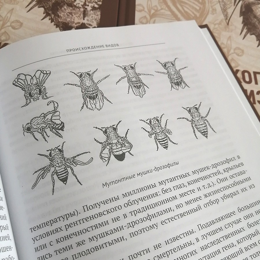 Уценка! ОСНОВЫ БИБЛЕЙСКОГО КРЕАЦИОНИЗМА. Титова Елена, Попов Алексей, Трифонов Олег