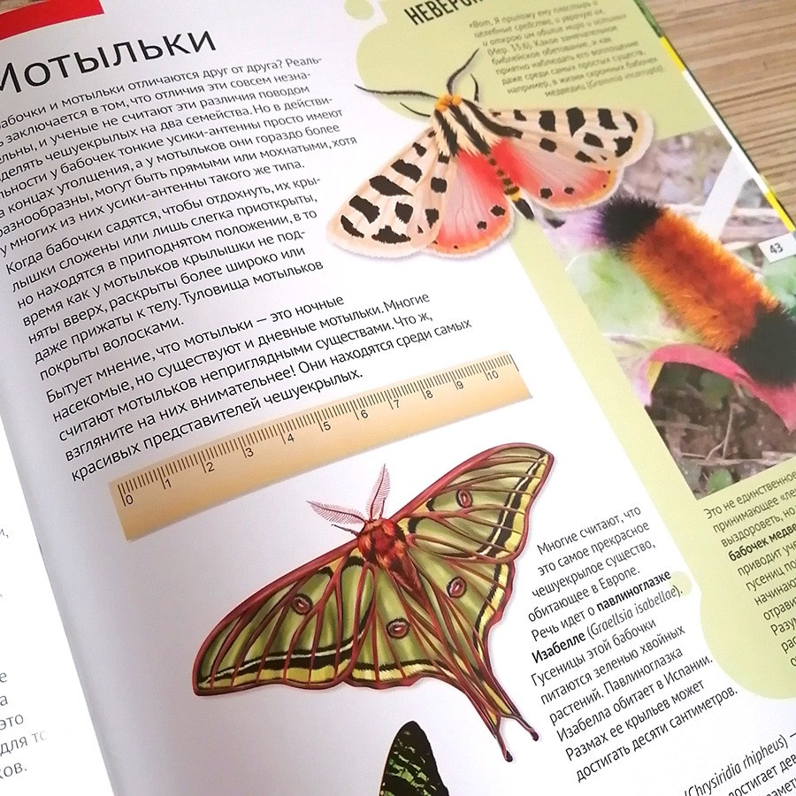 УДИВИТЕЛЬНЫЙ МИР НАСЕКОМЫХ. Селедонио Гарсиа-Позуэло Рамос
