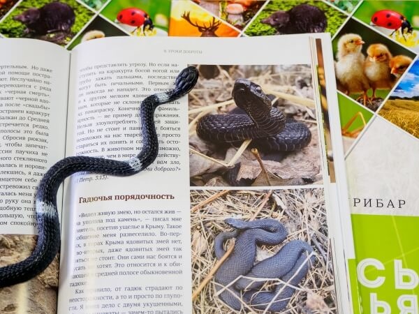 НАУЧИСЬ У МУРАВЬЯ. Уроки из мира природы. Сергей Хрибар