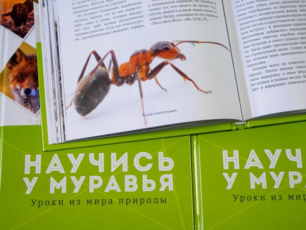 НАУЧИСЬ У МУРАВЬЯ. Уроки из мира природы. Сергей Хрибар